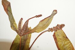 Potamogeton alpinus