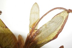 Potamogeton alpinus