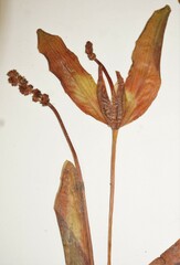 Potamogeton alpinus