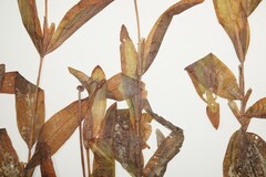 Potamogeton alpinus