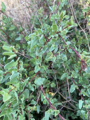 Muehlenbeckia hastulata