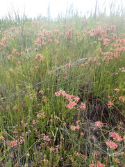 Erica densifolia