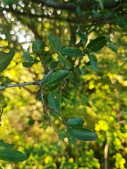 Mystroxylon aethiopicum