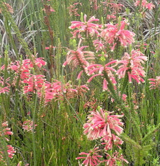 Erica densifolia
