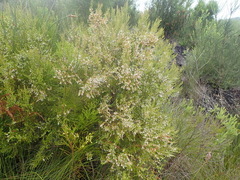 Erica fuscescens