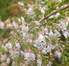 Erica fuscescens