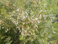 Erica fuscescens