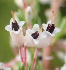 Erica fuscescens