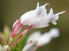 Erica fuscescens