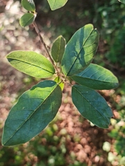 Ficus ingens