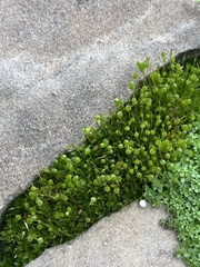 Physcomitrium pyriforme