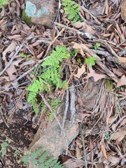 Woodsia obtusa
