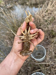 Cambarus latimanus