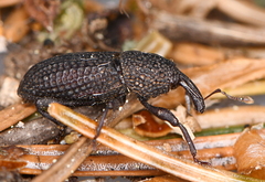 Mitoplinthus caliginosus