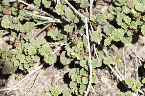 Image of Hermannia sp11 by (c) Tony Rebelo, some rights reserved (CC BY-SA)