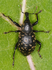 Liparus glabrirostris