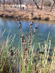 Dasistoma macrophylla