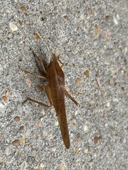 Pyrgocorypha uncinata