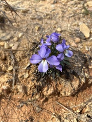 Viola pedata