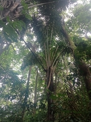 Attalea maripa