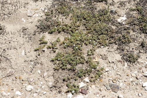 Image of Mesembryanthemum parviflorum by (c) Tony Rebelo, some rights reserved (CC BY-SA)