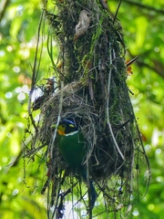 Psarisomus dalhousiae