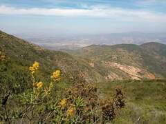 Acrisione denticulata