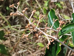Miconia albicans