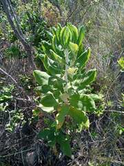 Acrisione denticulata