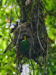 Psarisomus dalhousiae