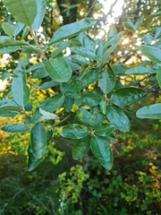 Calodendrum capense