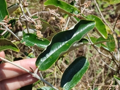 Miconia albicans