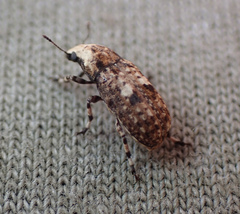 Euparius marmoreus