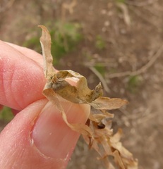 Hydrocharitaceae