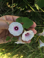 Ipomoea amnicola