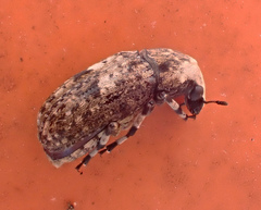 Euparius marmoreus
