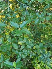 Volkameria glabra