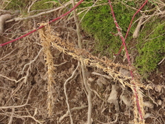 Hydrocharitaceae