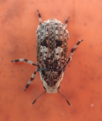 Euparius marmoreus