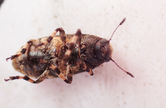 Euparius marmoreus