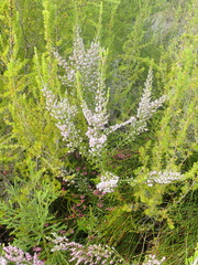 Erica uberiflora