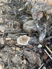 Mycena leptocephala