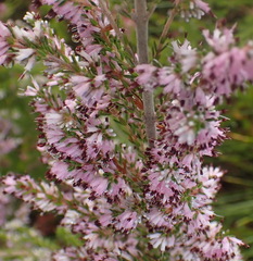 Erica uberiflora