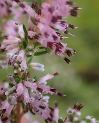 Erica uberiflora