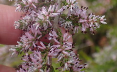 Erica uberiflora