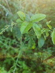 Searsia chirindensis