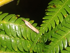 Orocrambus flexuosellus
