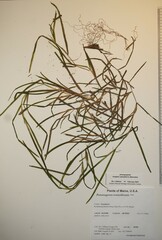 Potamogeton zosteriformis