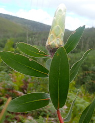 Protea mundii
