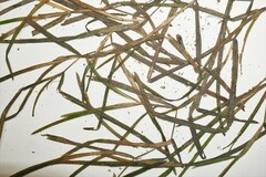 Potamogeton zosteriformis